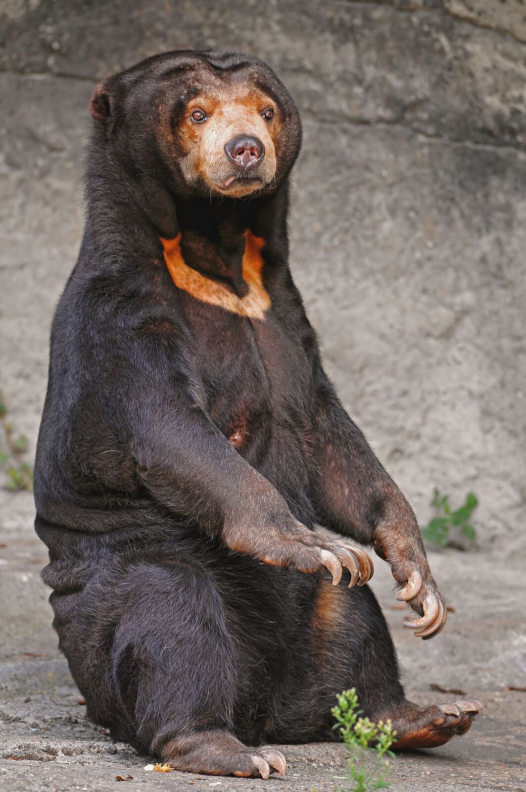 1200px-Sitting_sun_bear.jpg