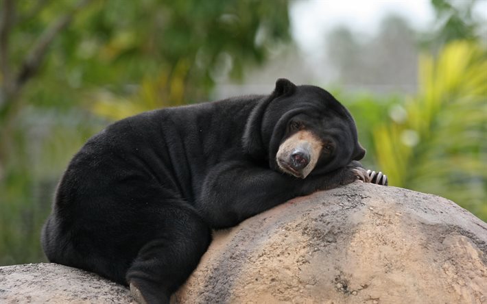 thumb2-malayan-sun-bears-bear-lazy-bear-teddy-bear-helarctos-malayanus.jpg