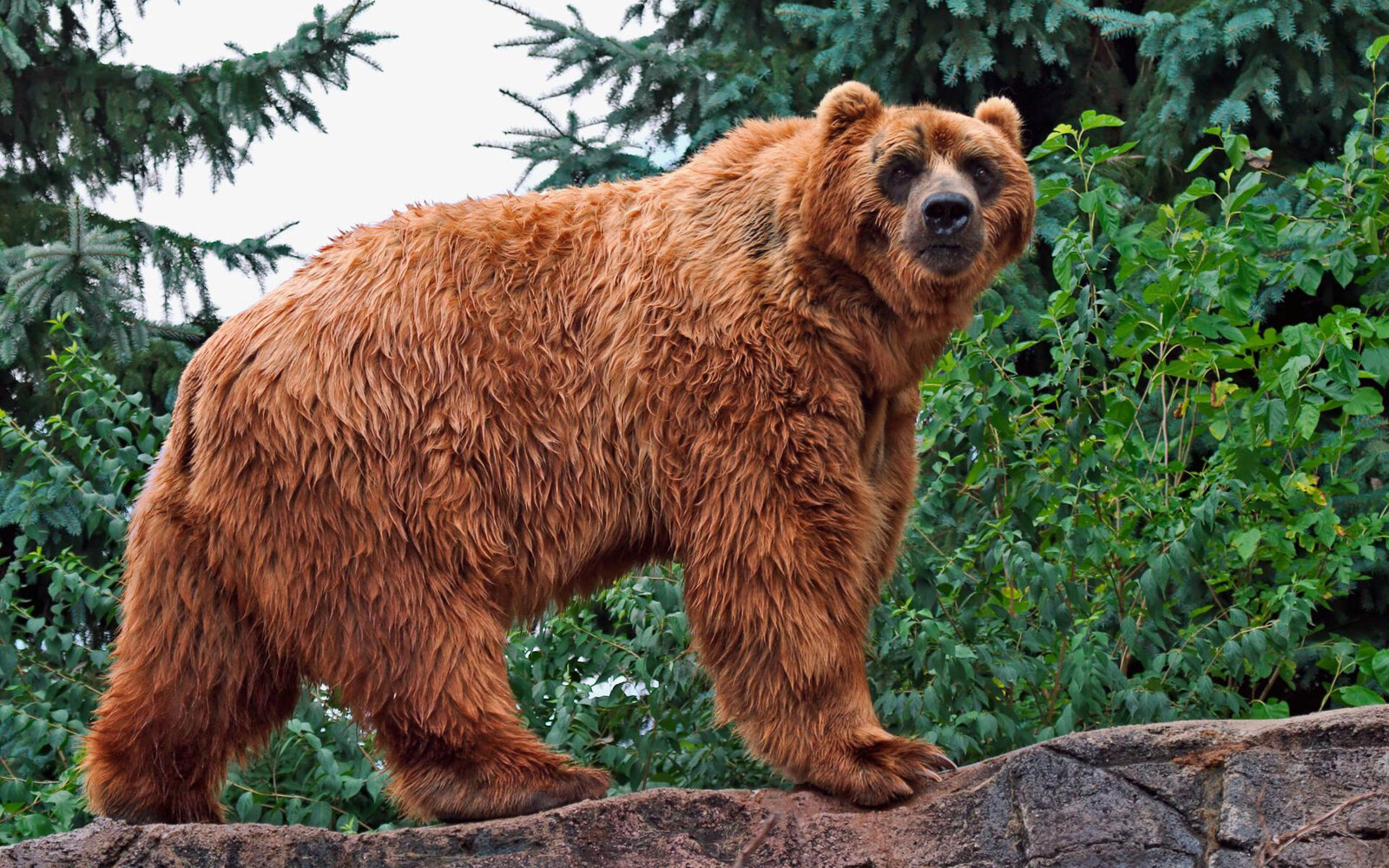 kodiak-bear-wide.jpg