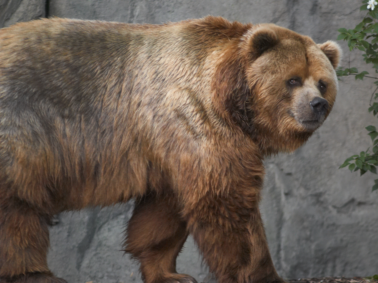 Kodiak-bear-in-germany.jpg