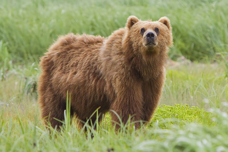 Kodiak-bear.jpg