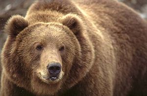 300px-Kodiak_Brown_Bear.jpg