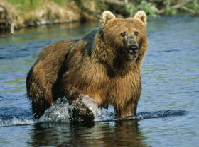 280px-Kodiak_Bear_at_Dog_Salmon_Creek%2C_USFWS_11389.png