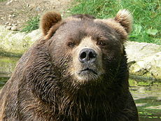 230px-Male_kodiak_bear_face.jpg