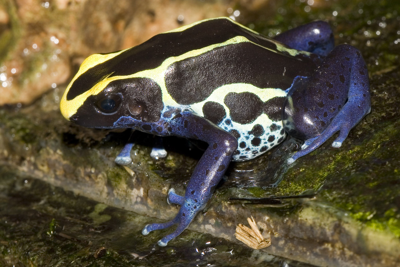 Dendrobates.tinctorius.7037.jpg