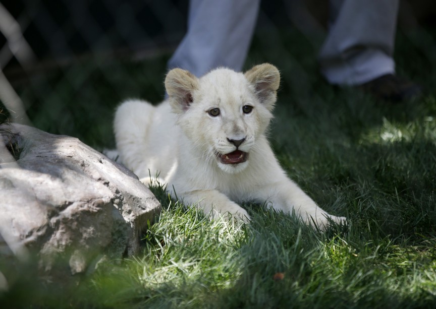 White-Lion-Cub.jpg