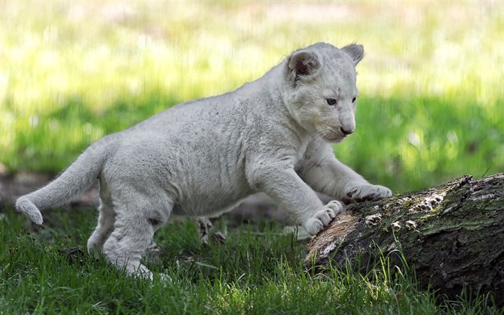 thumb2-white-lion-little-white-lion-cub-cute-animals-predators-south-african-lion.jpg