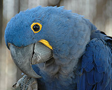 220px-Anodorhynchus_hyacinthinus_-Hyacinth_Macaw_-side_of_head.jpg