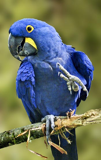 hyacinth_macaw.jpg