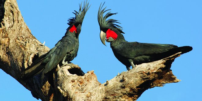 palm-cockatoos-660x330.jpg