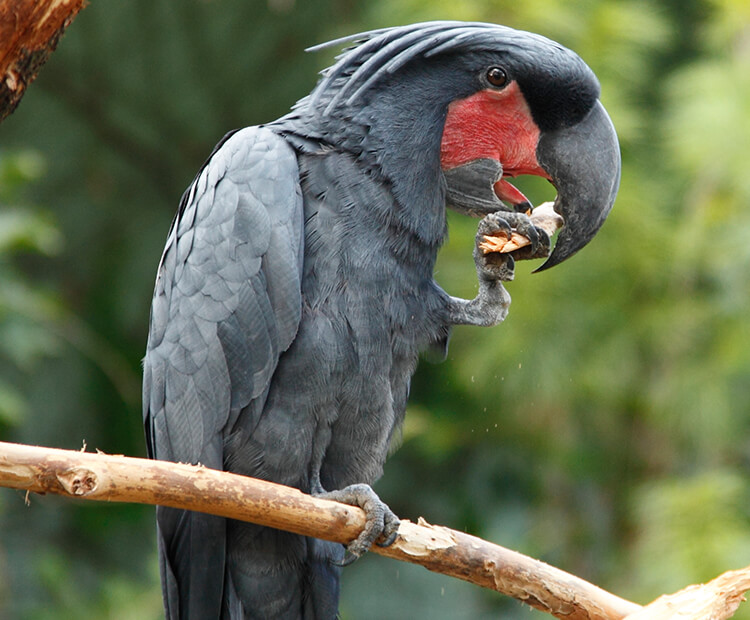 palm-cockatoo-eating.jpg