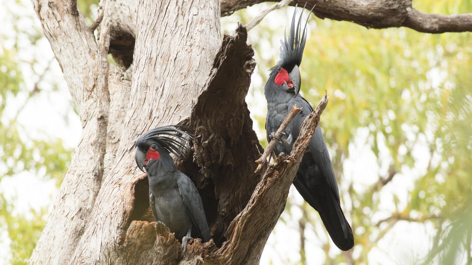 palm-cockatoo-nest.jpg