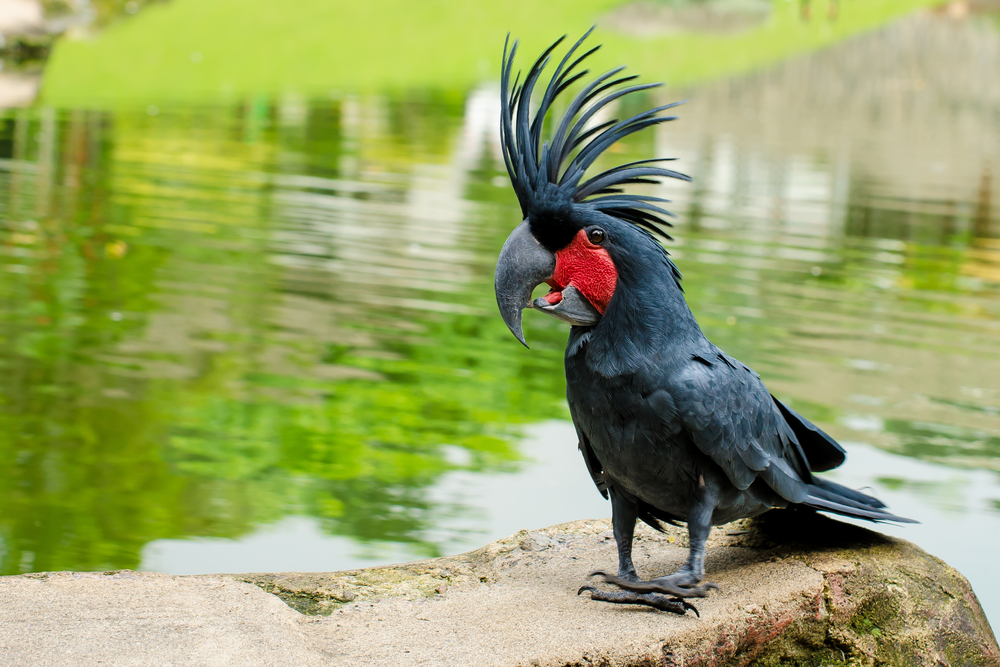 palm-cockatoo.jpg