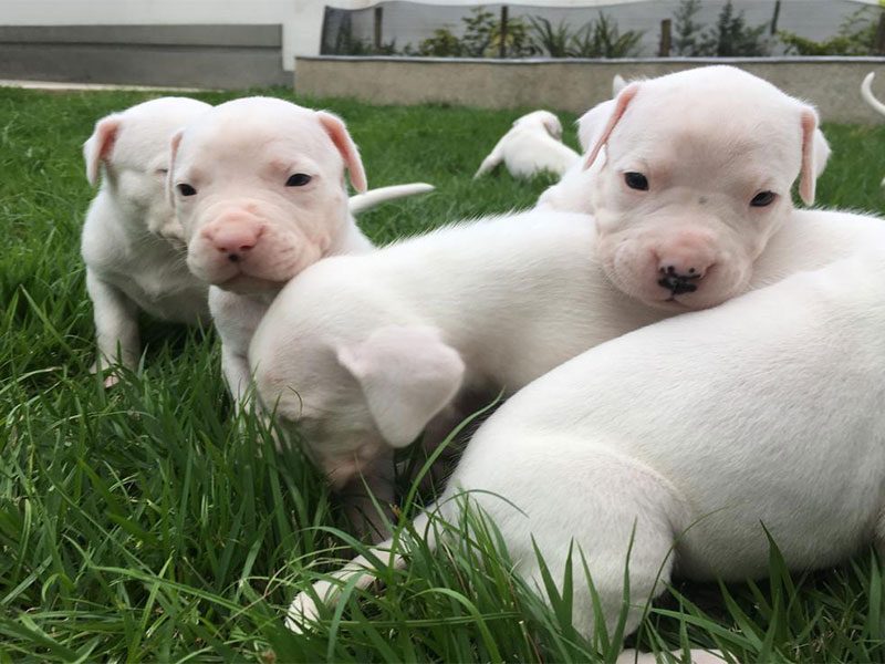 dogo-argentino-cachorros_mascotas_g3-800x600-1.jpg