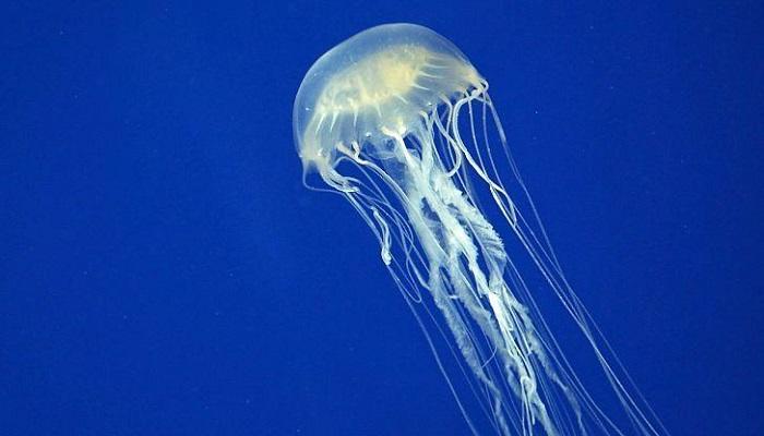 133-231807-multiple-uses-jellyfish-technology_700x400.jpg