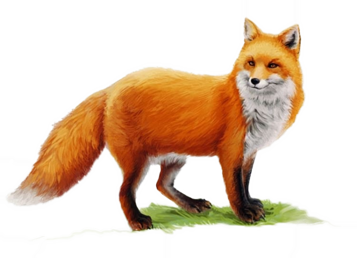 fox-45-700x506.png