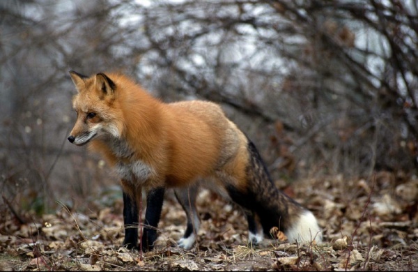 red-fox-facts_2508_3_1587337398.jpg