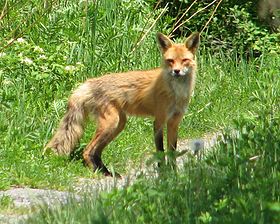 280px-American_Red_Fox.jpg