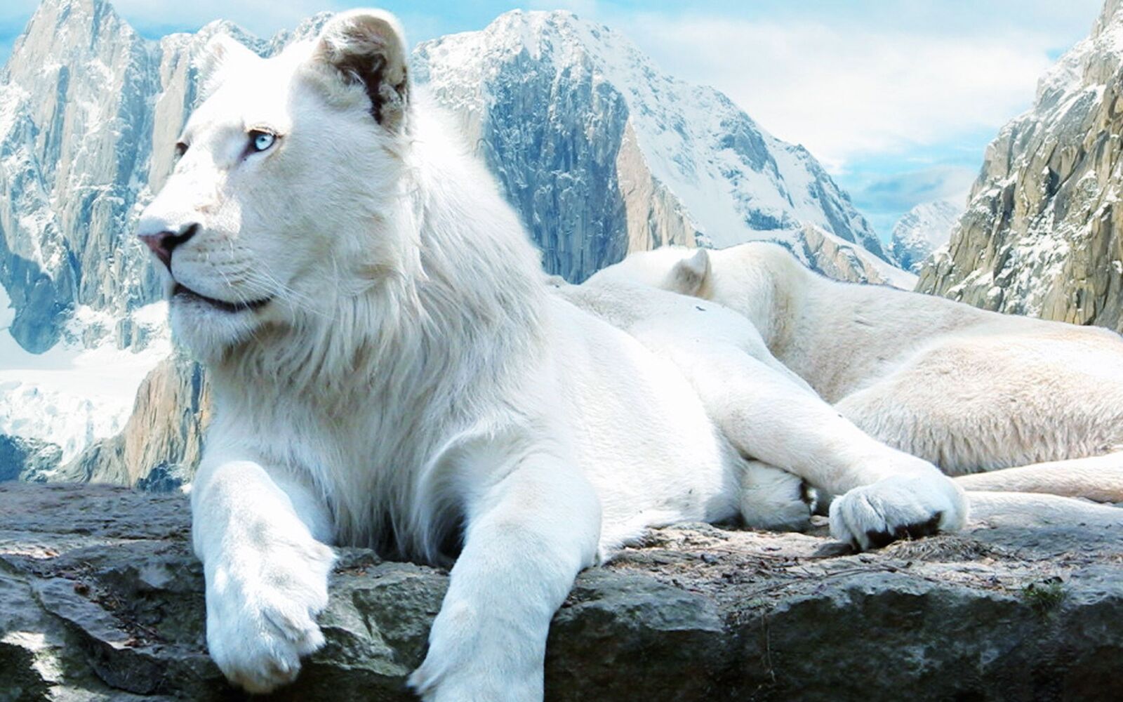 White-lion-HD-wallpapers.jpg