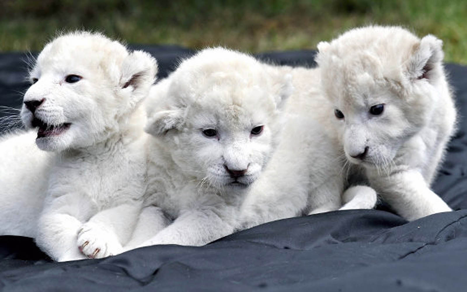 White-lion-baby-photos.jpg