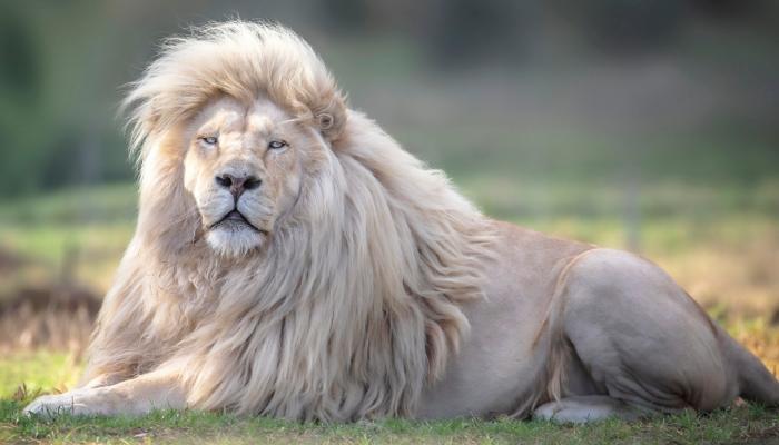 127-112000-moya-most-beautiful-white-lion-world_700x400.jpg