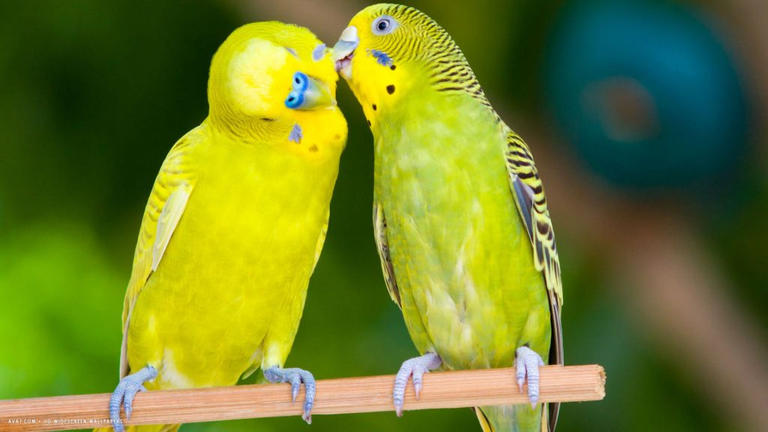 78-131409-valentines-day-birds-love-2.jpg