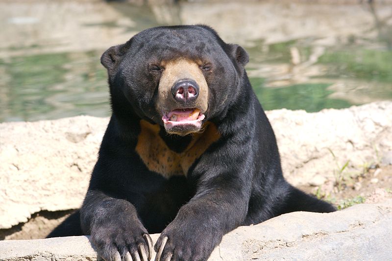 800px-Sun_Bear_3.jpg
