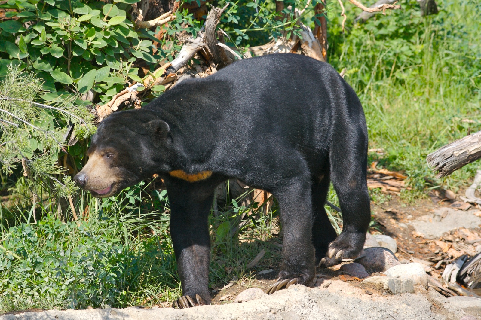 Sun_Bear_on_the_Move.jpg