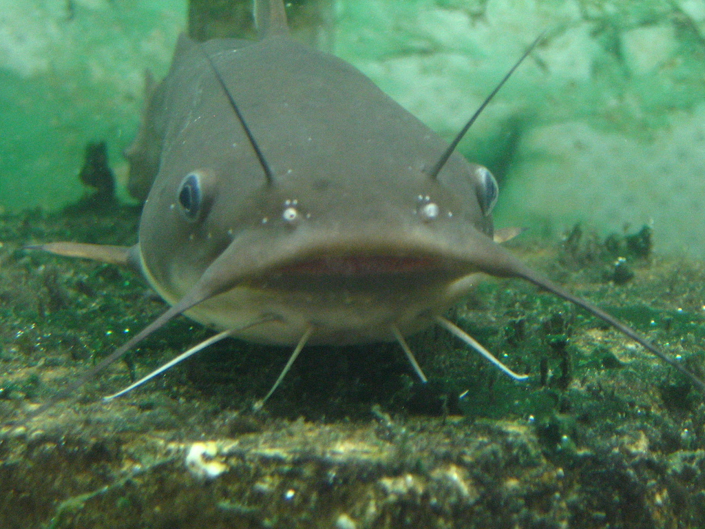Channel-Catfish.jpg