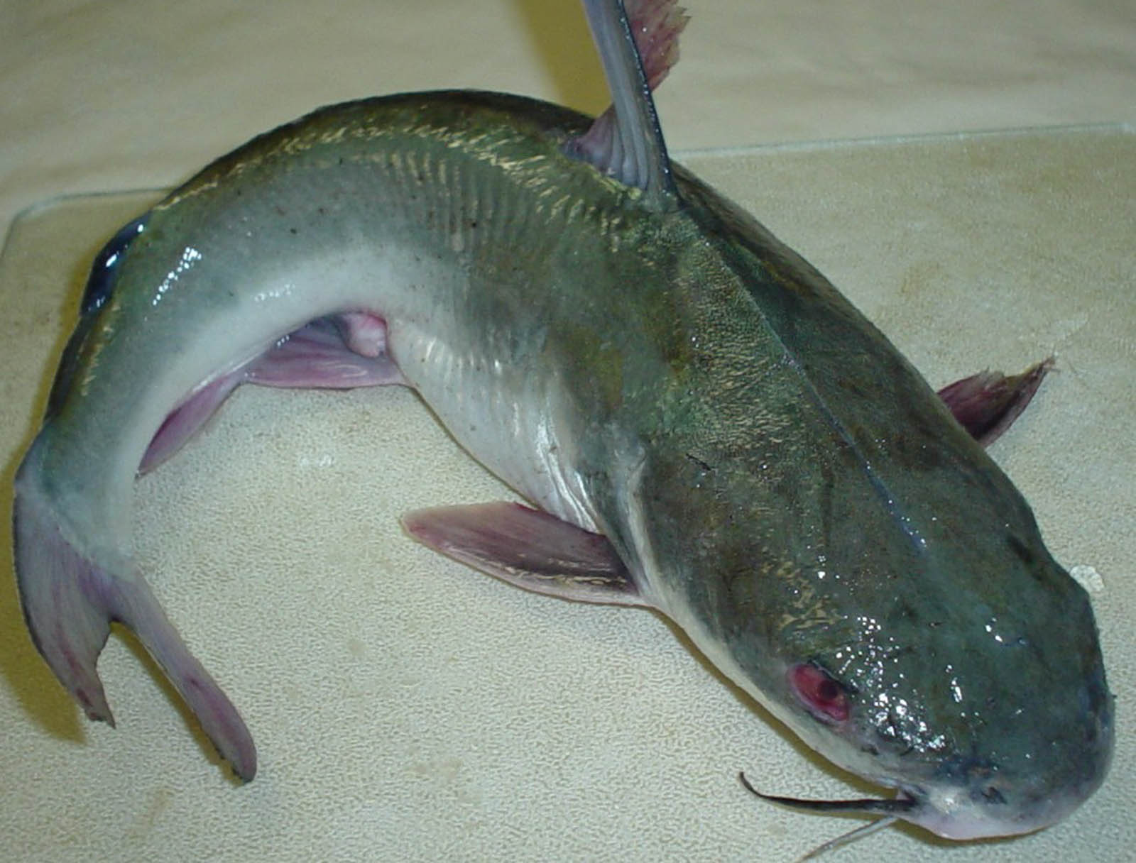 beautiful-catfish-wide.jpg