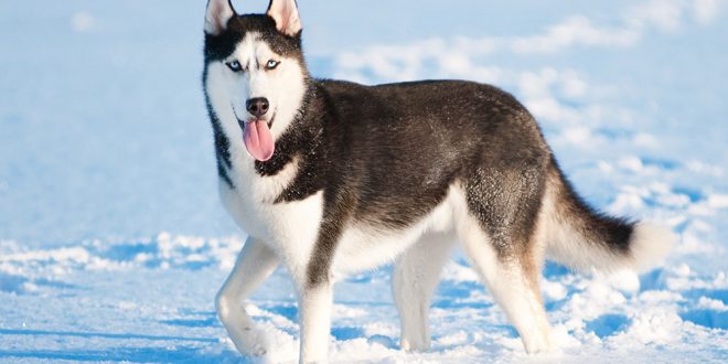 siberian-husky-web-660x330.jpg