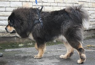 309px-Mastif_tybeta%C5%84ski_2009_pl2.jpg