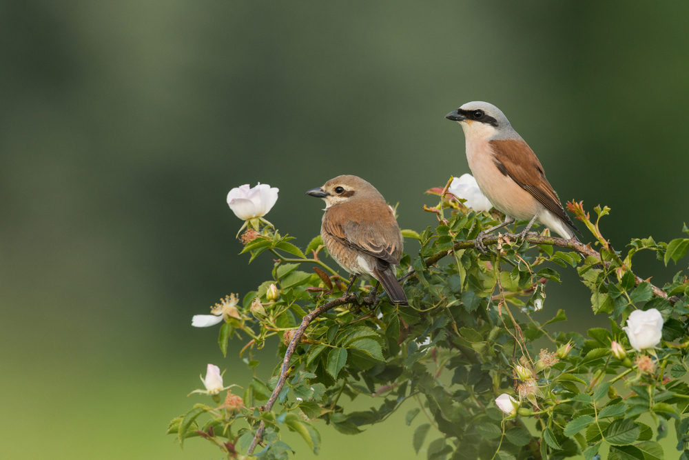 Red-backed-shrike-couple.jpg