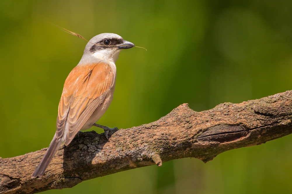 Red-backed-shrike.jpg