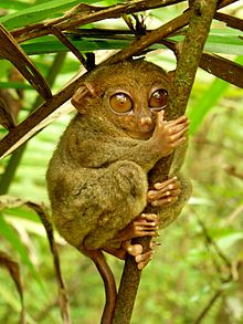 220px-Tarsier_Hugs_Mossy_Branch.jpg