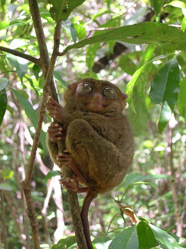 640px-Philippine_Tarsier.jpg