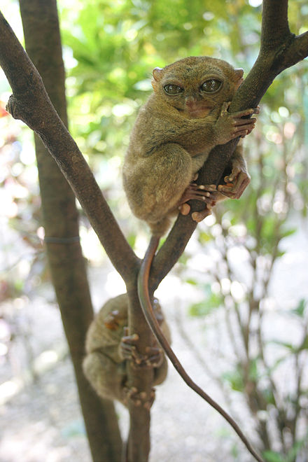 440px-Tarsius_Syrichta-GG.jpg