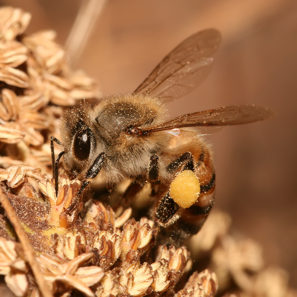 Apis_mellifera_Tanzania.jpg