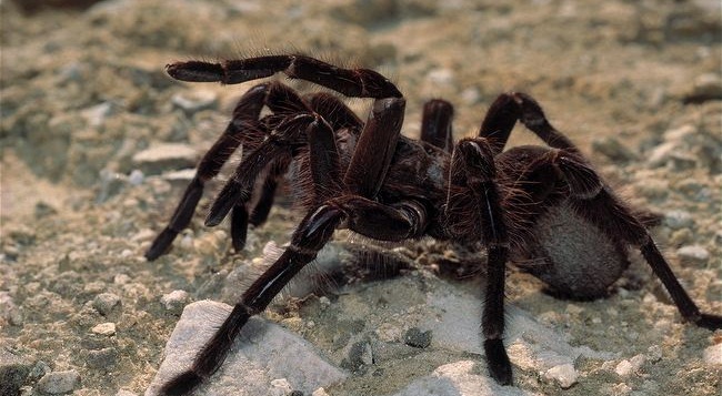 goliath-bird-eating-spider-portrait.jpg