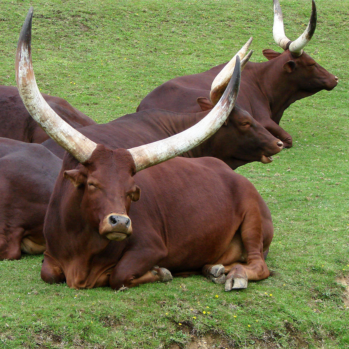 1200px-Watusi_Thoiry_1982.jpg