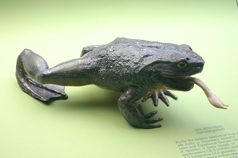 800px-Goliath_Frog.jpg