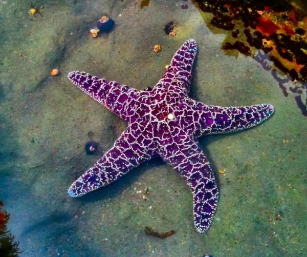 starfish-facts_437_1_1517127887.jpg