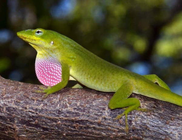 lizards-facts_431_5_1516839754.jpg