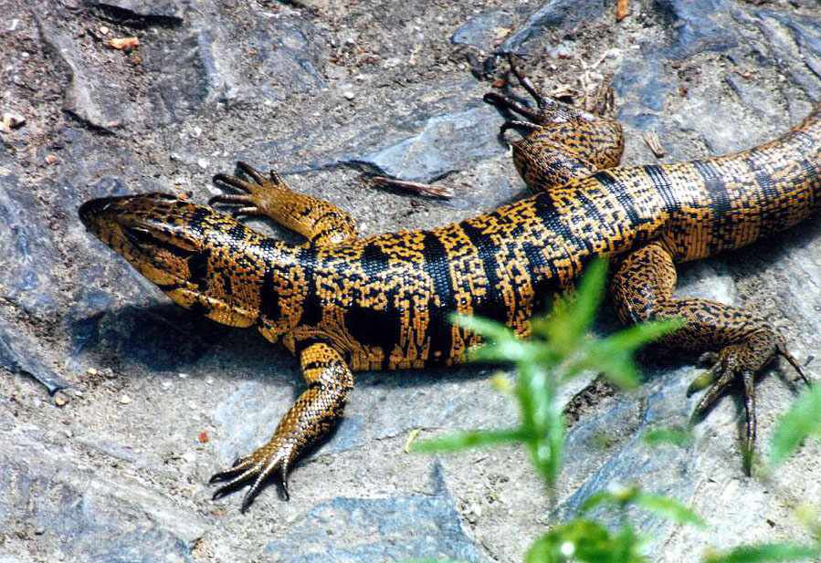 Tegus-are-able-to-run-on-their-hind-feet..jpg