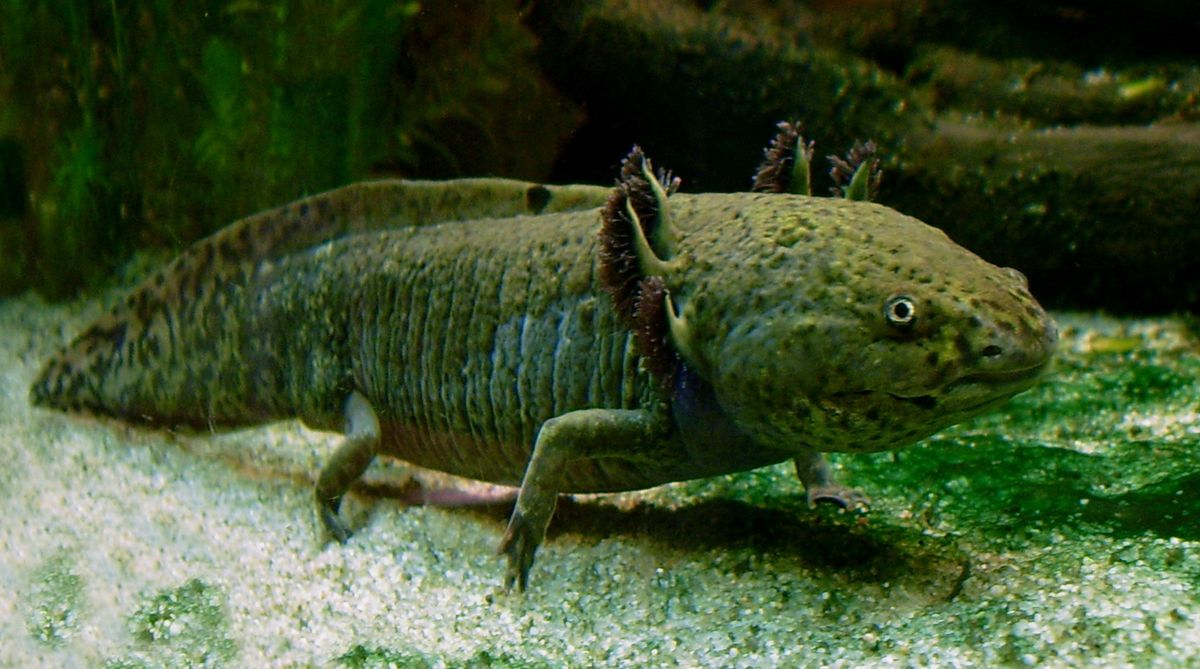 1200px-Axolotl_ganz.jpg