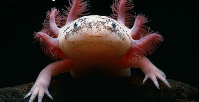 Portrait-showing-branch-like-gills-of-leucistic-axolotl.jpg