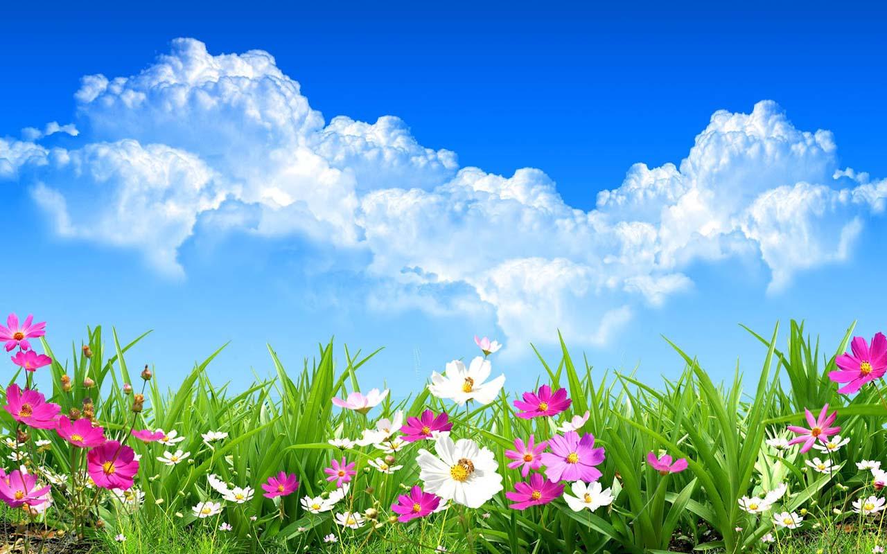 Flowers-Wallpapers-HD-3.jpg