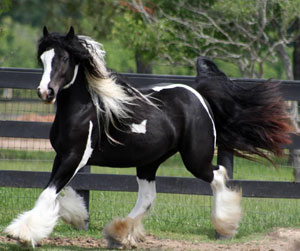 gypsy-vanner-horses-in.jpg