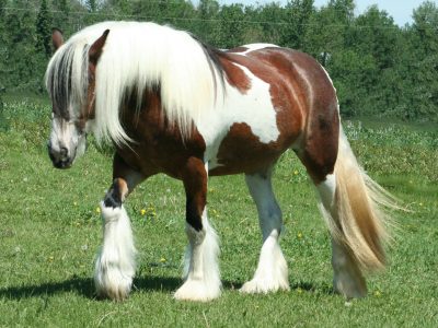 Gypsy-Horse.jpg