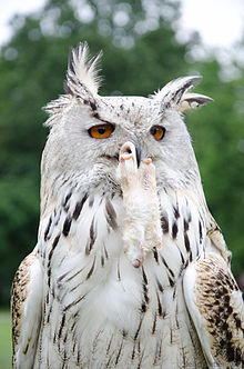 220px-White_horned_owl_portrait.jpg